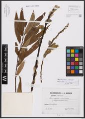 Salix burjatica Nasarow